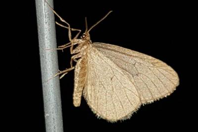 <i>Operophtera brumata</i>