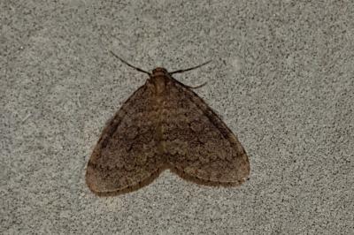<i>Operophtera brumata</i>