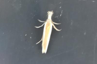 <i>Pleurota aristella</i>