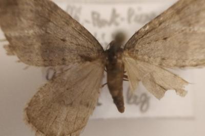 <i>Operophtera brumata</i>