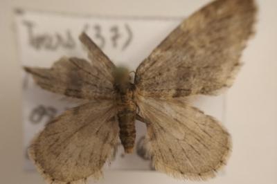 <i>Operophtera brumata</i>