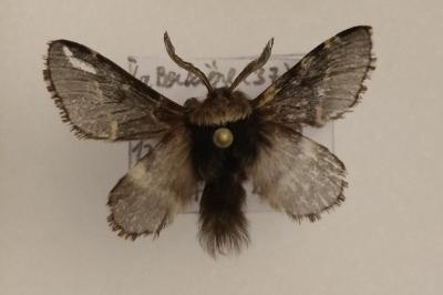 <i>Poecilocampa populi</i>