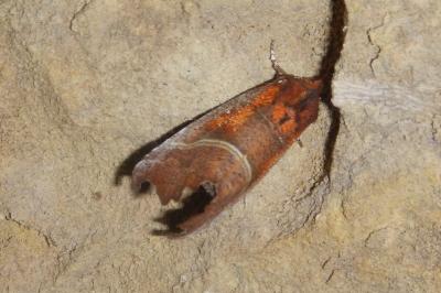 <i>Scoliopteryx libatrix</i>