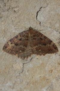 <i>Triphosa dubitata</i>