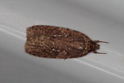 <i>Agonopterix</i>