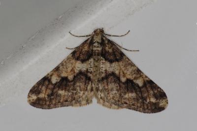 <i>Agriopis leucophaearia</i>