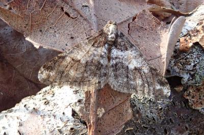 <i>Agriopis leucophaearia</i>