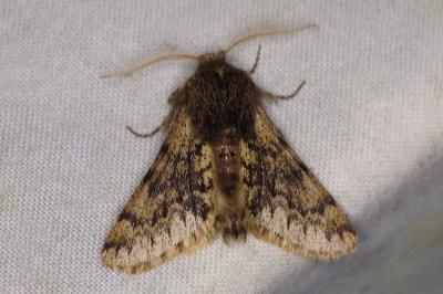 <i>Apocheima hispidaria</i>