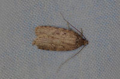 <i>Agonopterix</i>