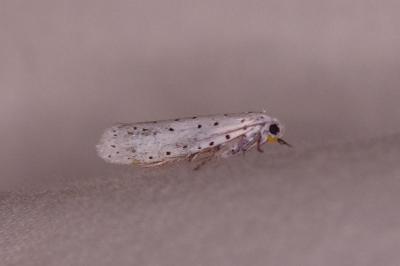 <i>Yponomeuta</i>