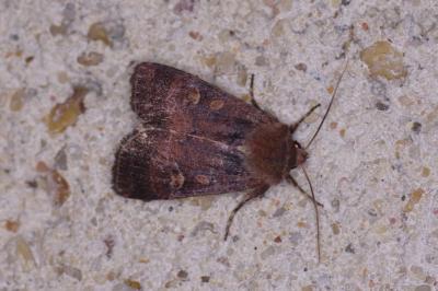 <i>Xestia xanthographa</i>