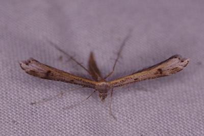 <i>Stenoptilia</i>