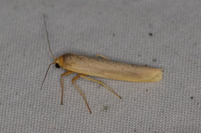 <i>Eilema caniola</i>