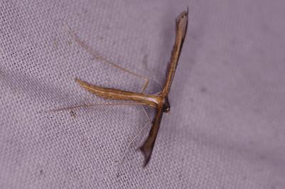 <i>Stenoptilia</i>