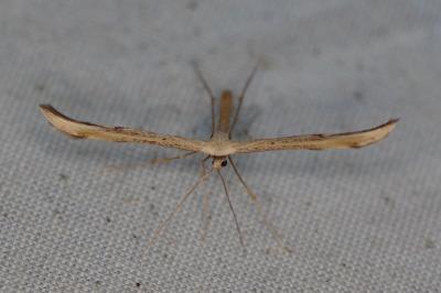 <i>Emmelina monodactyla</i>