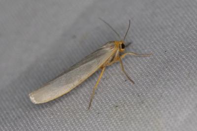 <i>Eilema caniola</i>