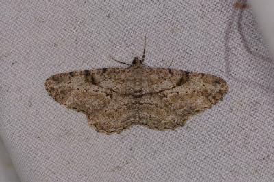 <i>Peribatodes rhomboidaria</i>