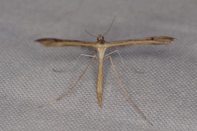 <i>Stenoptilia</i>