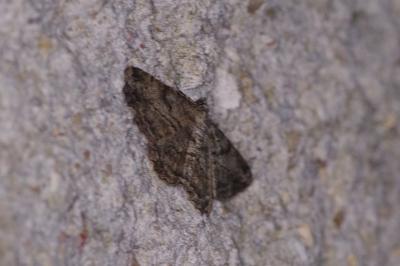 <i>Peribatodes rhomboidaria</i>