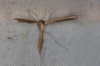 <i>Stenoptilia</i>