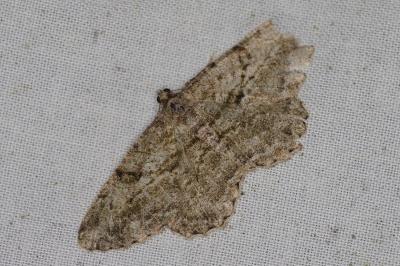 <i>Peribatodes rhomboidaria</i>