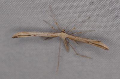 <i>Emmelina monodactyla</i>