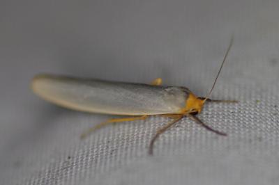 <i>Eilema caniola</i>