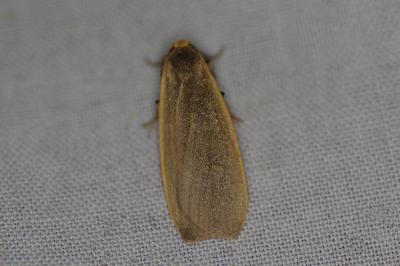 <i>Collita griseola</i>