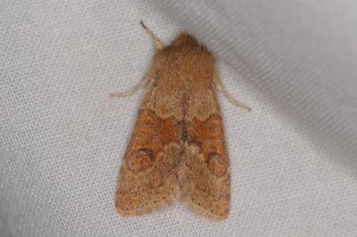 <i>Orthosia miniosa</i>