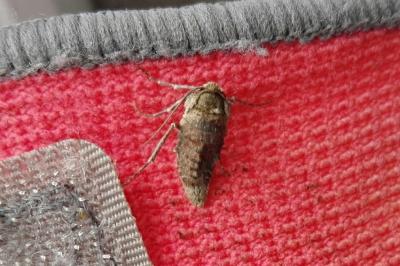 <i>Phigalia pilosaria</i>