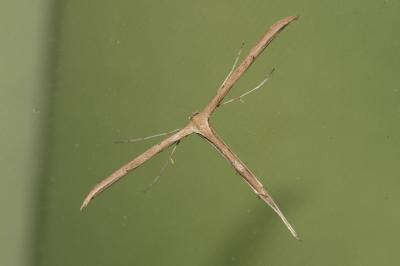 <i>Emmelina monodactyla</i>