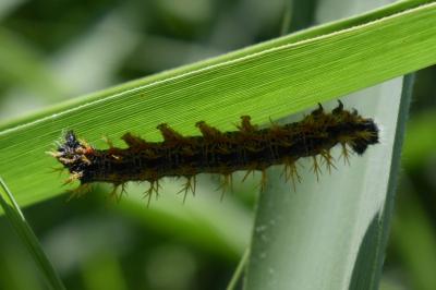 <i>Polygonia c-album</i>