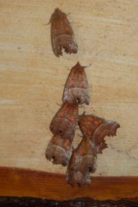 <i>Scoliopteryx libatrix</i>