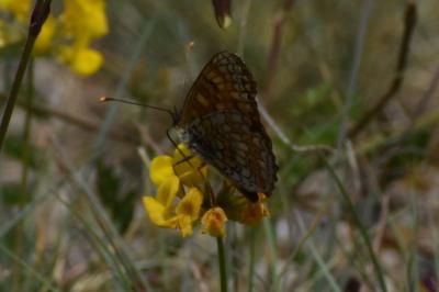 <i>Melitaea phoebe</i>