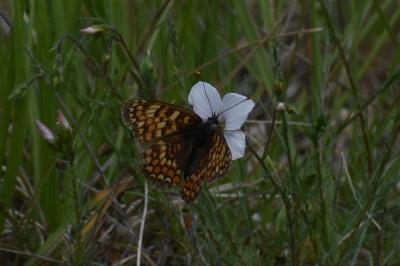 <i>Melitaea phoebe</i>