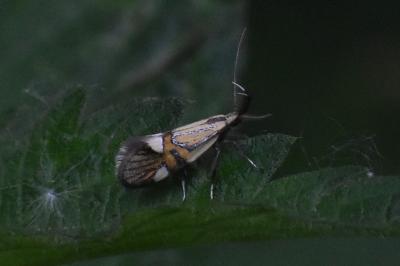 <i>Alabonia geoffrella</i>