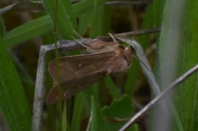 <i>Mythimna albipuncta</i>