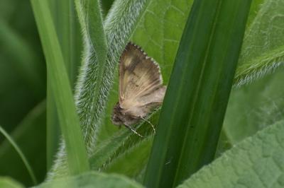 <i>Autographa gamma</i>