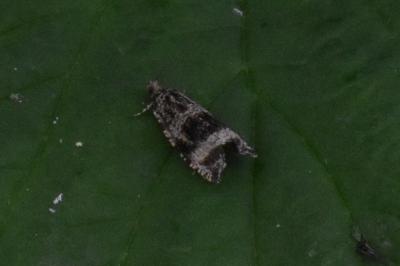 <i>Celypha</i>