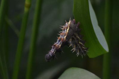 <i>Vanessa atalanta</i>
