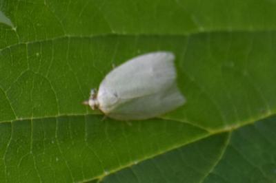 <i>Tortrix viridana</i>