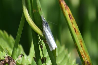 <i>Crambus lathoniellus</i>