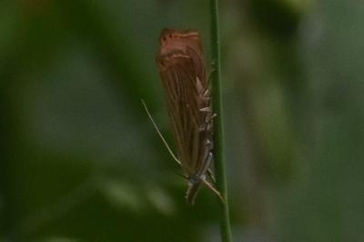 <i>Chrysoteuchia culmella</i>