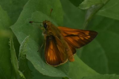 <i>Ochlodes sylvanus</i>