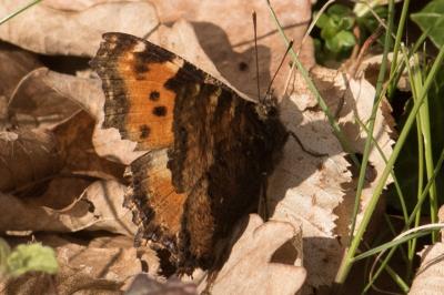 <i>Nymphalis polychloros</i>