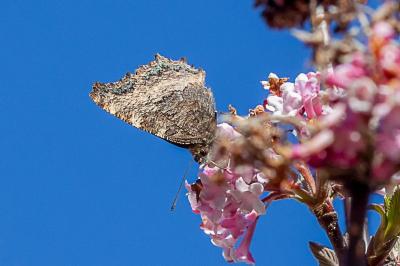 <i>Nymphalis polychloros</i>