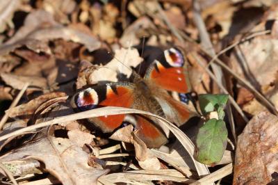 <i>Aglais io</i>