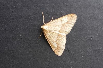<i>Phigaliohybernia marginaria</i>