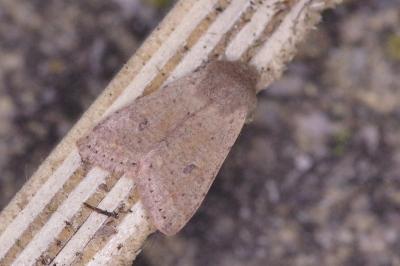 <i>Orthosia cruda</i>