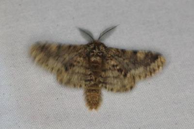 <i>Lycia hirtaria</i>